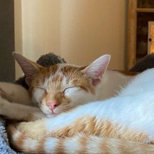 Meet your Posher, Lana